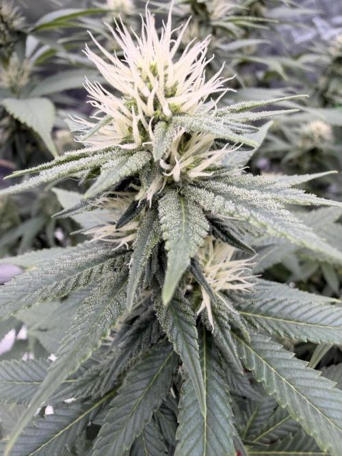 Fast Deisel from izi.farm. Week 9 - 12/20/2025