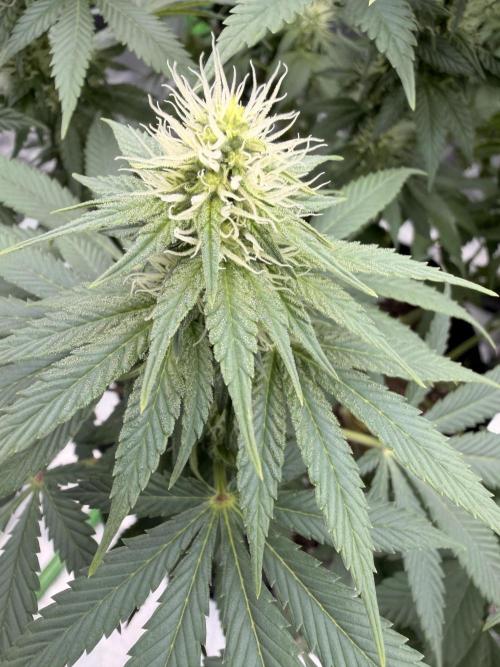 Fast Deisel from izi.farm. Week 9 - 12/20/2025