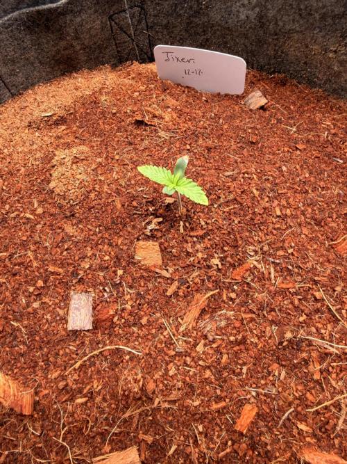 Spearmint Rhino and Jixer-Exotic Genetix. Week 1 - 12/21/2025-Jixer