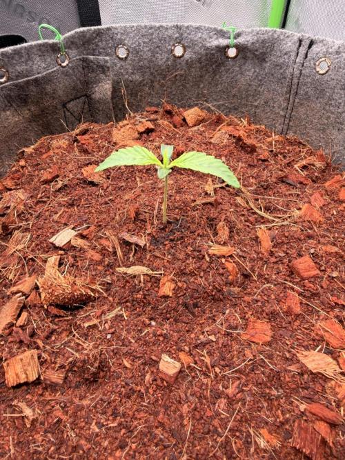 Spearmint Rhino and Jixer-Exotic Genetix. Week 1 - 12/21/2025- Spearmint Rhino