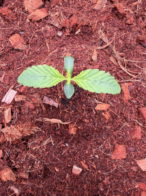 Spearmint Rhino and Jixer-Exotic Genetix. Week 1 - 12/21/2025-Spearmint Rhino