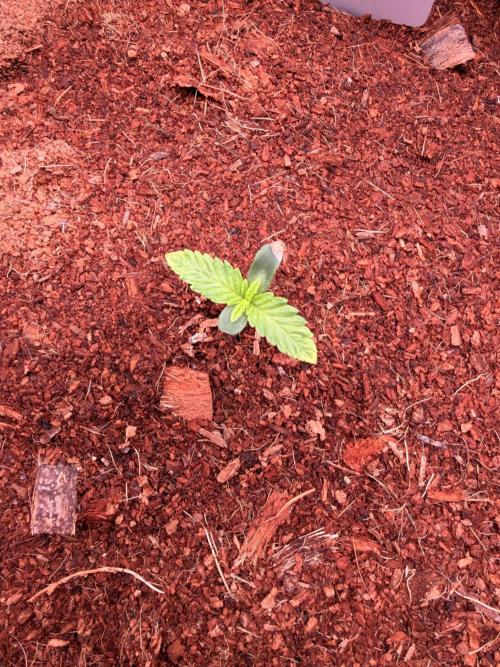 Spearmint Rhino and Jixer-Exotic Genetix. Week 1 - 12/21/2025-Jixer