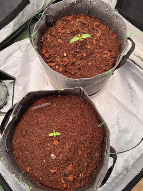 Spearmint Rhino and Jixer-Exotic Genetix. Week 1 - 12/21/2025