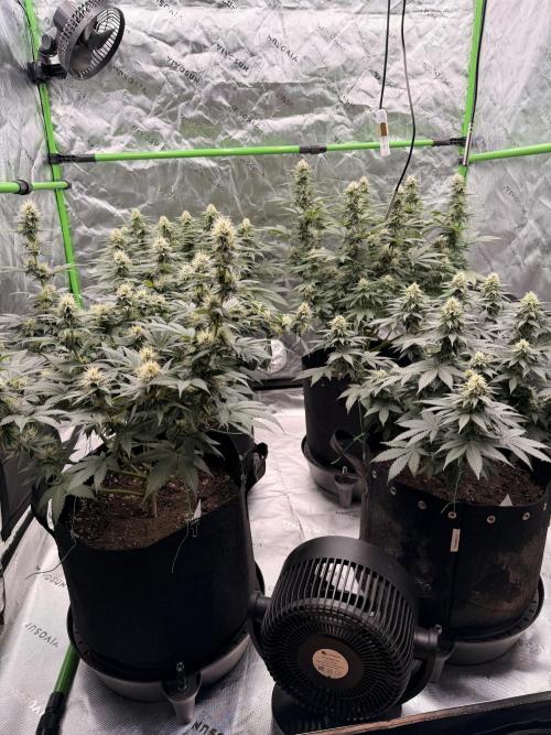 Fast Deisel from izi.farm. Week 10