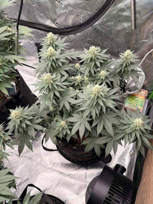 Fast Deisel from izi.farm. Week 10