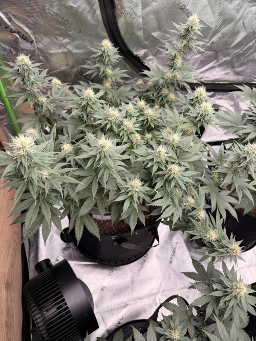 Fast Deisel from izi.farm. Week 10