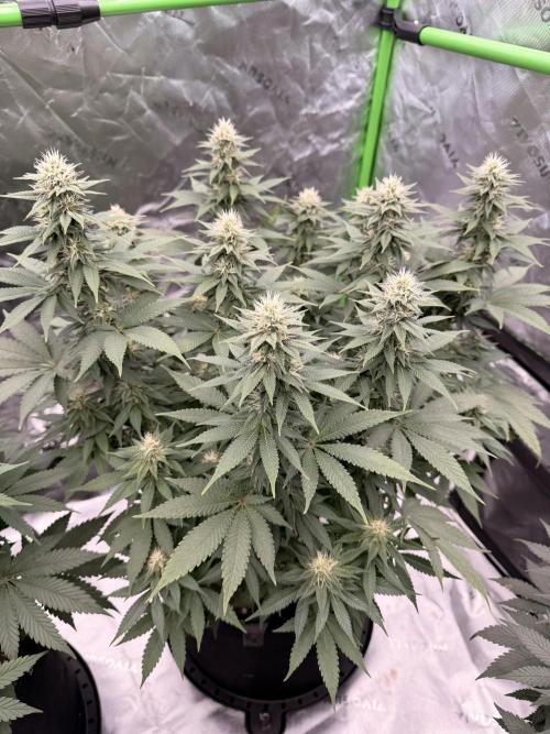 Fast Deisel from izi.farm. Week 10