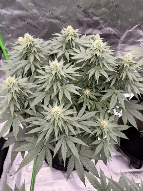 Fast Deisel from izi.farm. Week 10