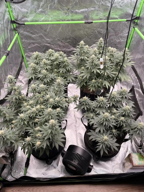 Fast Deisel from izi.farm. Week 10