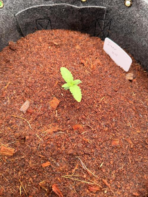 Jixer-Exotic Genetix. Week 2 - Jixer