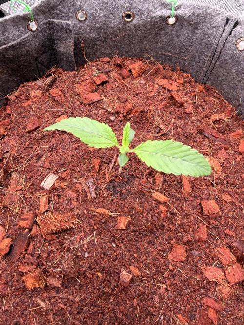 Jixer-Exotic Genetix. Week 2 - Spearmint Rhino