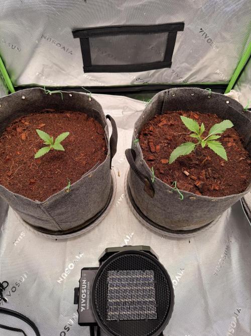 Jixer-Exotic Genetix. Week 2