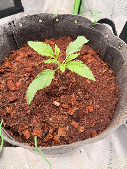 Jixer-Exotic Genetix. Week 2 - Spearmint Rhino before culling