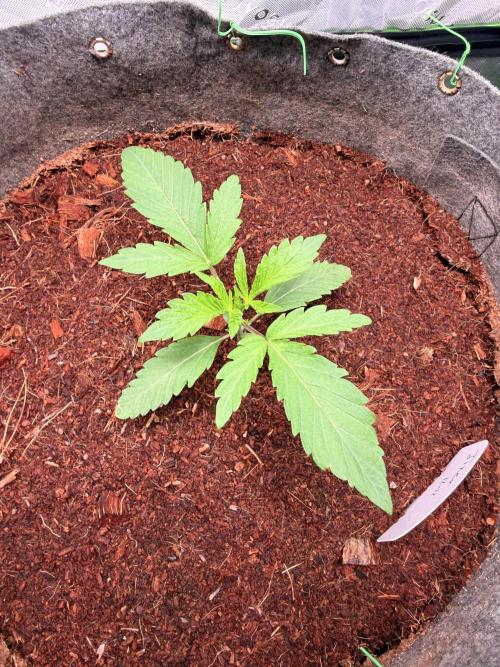 Jixer-Exotic Genetix. Week 2 - Jixer 12/28/2025