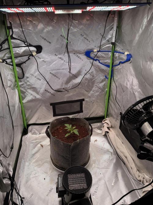 Jixer-Exotic Genetix. Week 2 - Jixer 12/28/2025