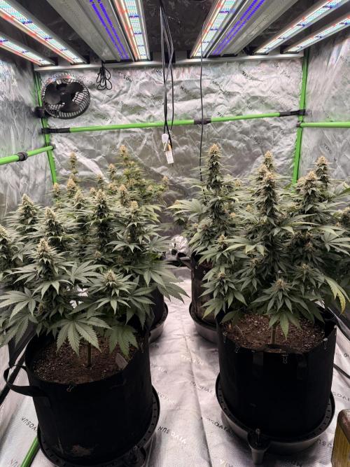 Fast Deisel from izi.farm. Week 11