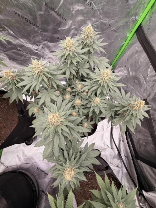 Fast Deisel from izi.farm. Week 11