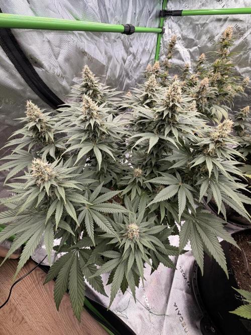 Fast Deisel from izi.farm. Week 11
