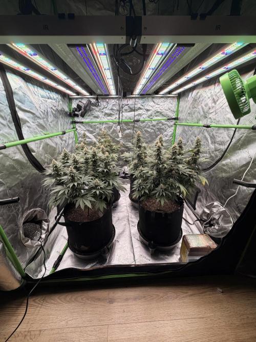 Fast Deisel from izi.farm. Week 11