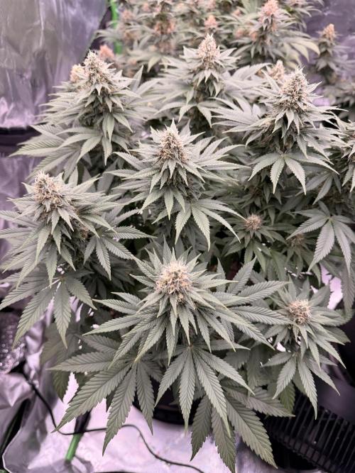 Fast Deisel from izi.farm. Week 11