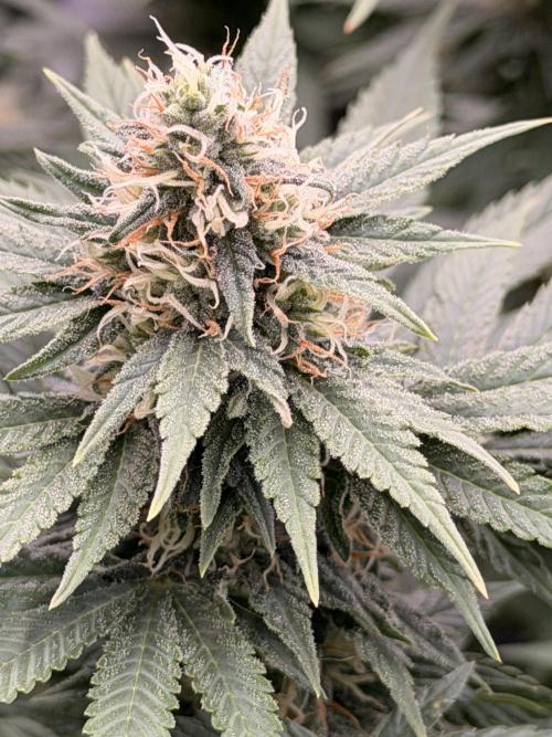 Fast Deisel from izi.farm. Week 11