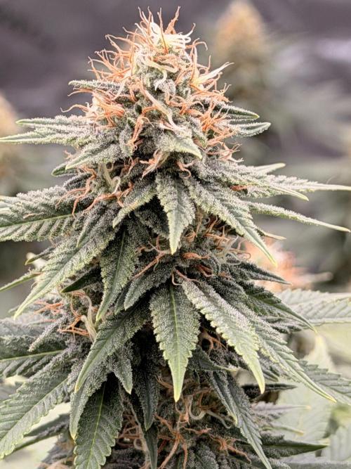 Fast Deisel from izi.farm. Week 11