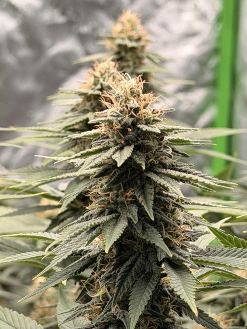 Fast Deisel from izi.farm. Week 11