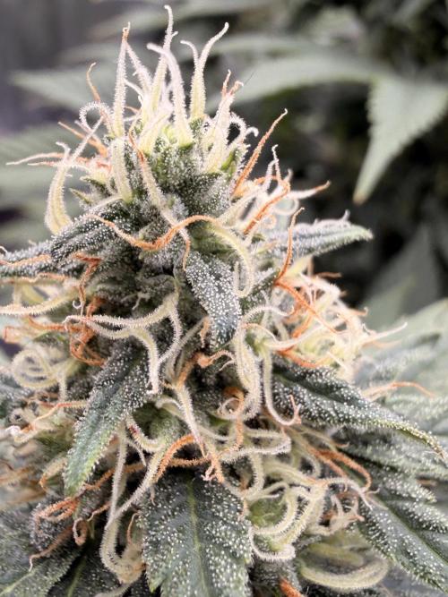 Fast Deisel from izi.farm. Week 11