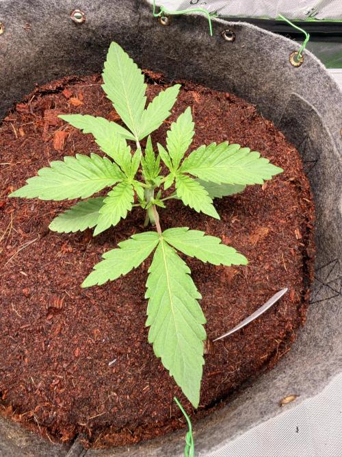 Jixer-Exotic Genetix. Week 3 - 12/29/2025