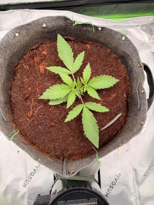 Jixer-Exotic Genetix. Week 3 - 12/29/2025