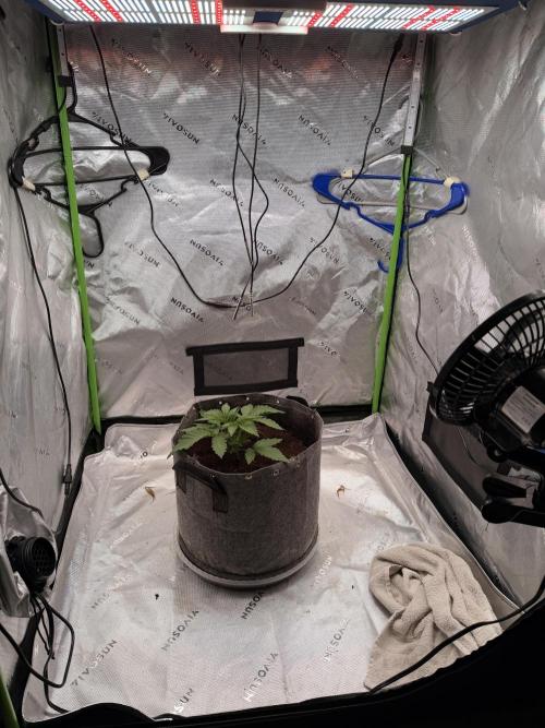 Jixer-Exotic Genetix. Week 3 - 1/1/2026