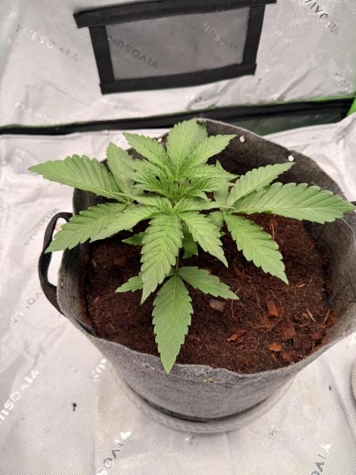 Jixer-Exotic Genetix. Week 3 - 1/2/2026