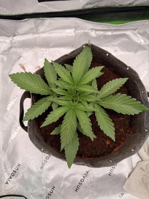 Jixer-Exotic Genetix. Week 3 - 1/2/2026