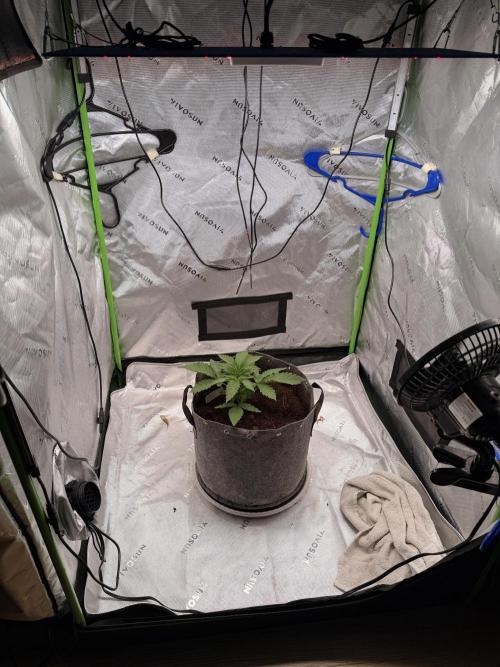 Jixer-Exotic Genetix. Week 3 - 1/2/2026