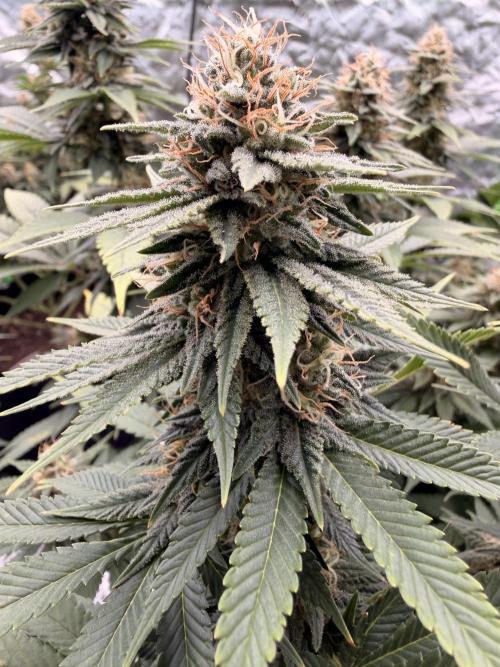 Fast Deisel from izi.farm. Week 11 - 1/2/2026