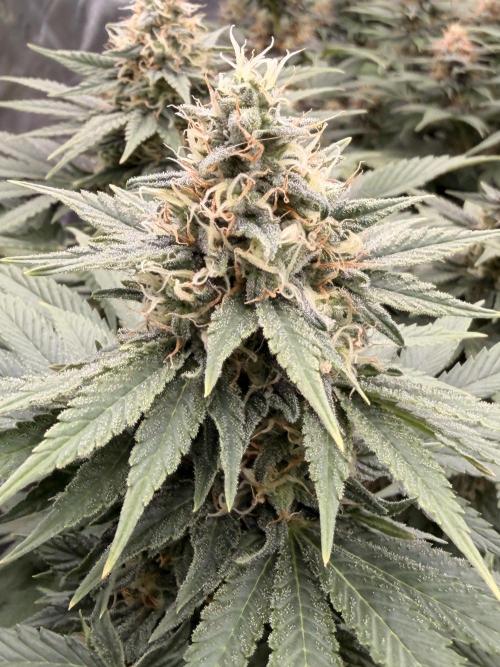 Fast Deisel from izi.farm. Week 11 - 1/2/2026