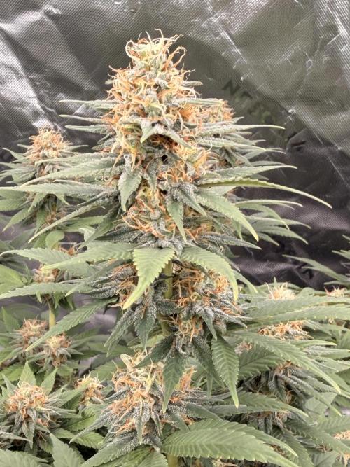 Fast Deisel from izi.farm. Week 11 - 1/2/2026