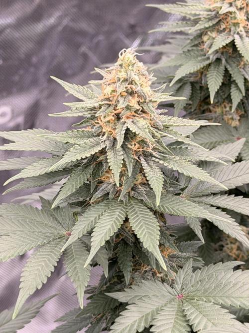 Fast Deisel from izi.farm. Week 11 - 1/2/2026