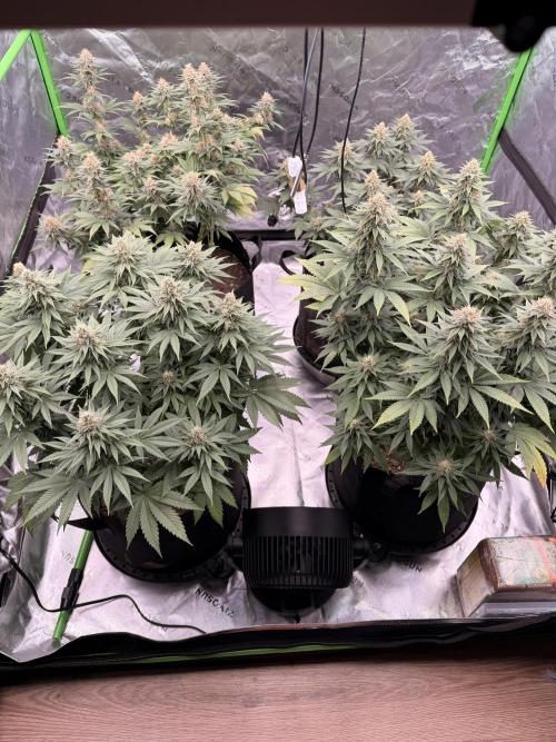 Fast Deisel from izi.farm. Week 11 - 1/2/2026