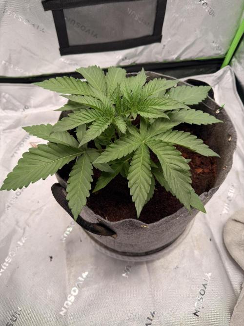 Jixer-Exotic Genetix. Week 3 - 1/4/2026