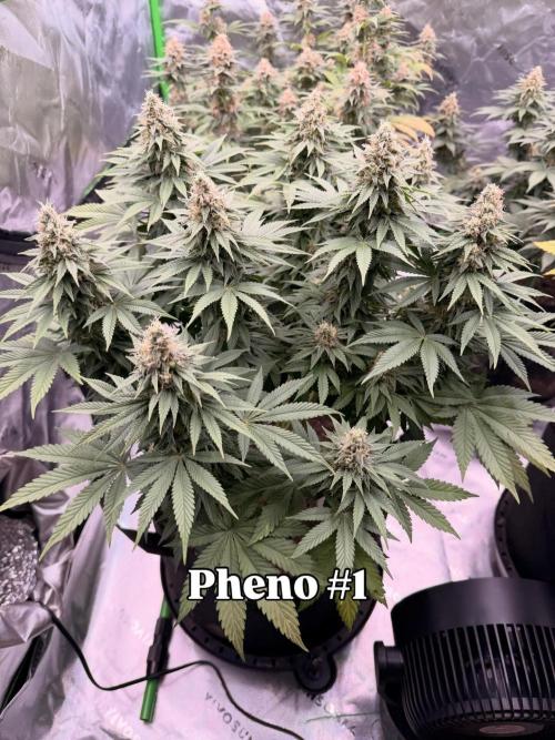 Fast Deisel from izi.farm. Week 12