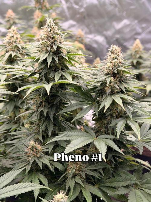 Fast Deisel from izi.farm. Week 12