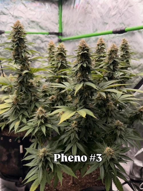 Fast Deisel from izi.farm. Week 12