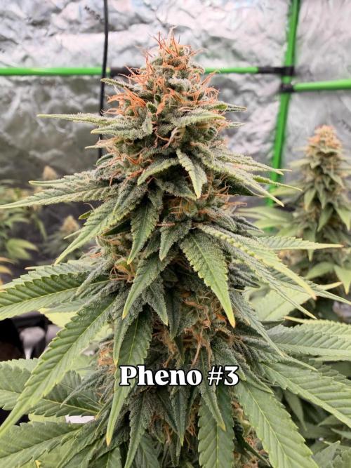 Fast Deisel from izi.farm. Week 12