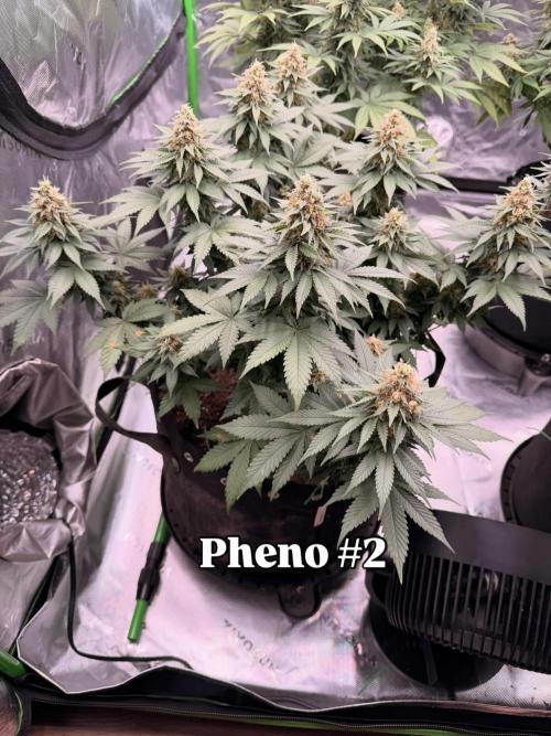 Fast Deisel from izi.farm. Week 12