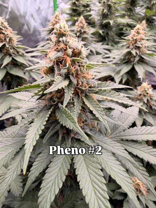 Fast Deisel from izi.farm. Week 12