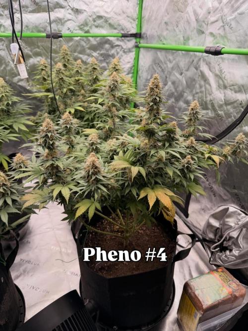 Fast Deisel from izi.farm. Week 12