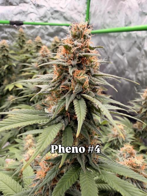 Fast Deisel from izi.farm. Week 12