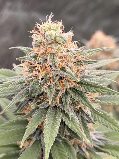 Fast Deisel from izi.farm. Week 12 - Seeds