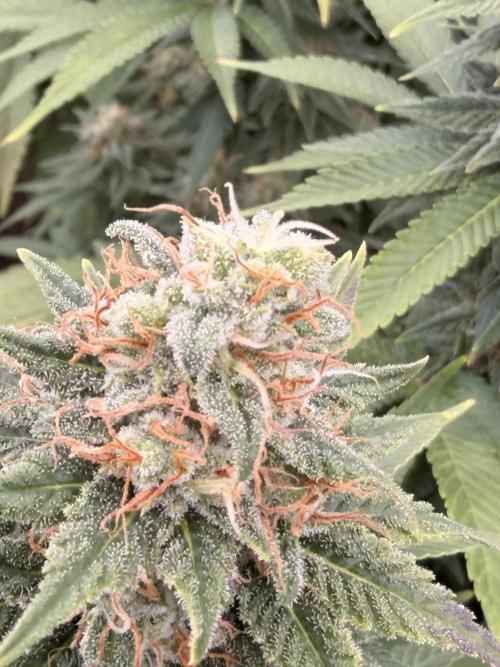 Fast Deisel from izi.farm. Week 12 - Seeds